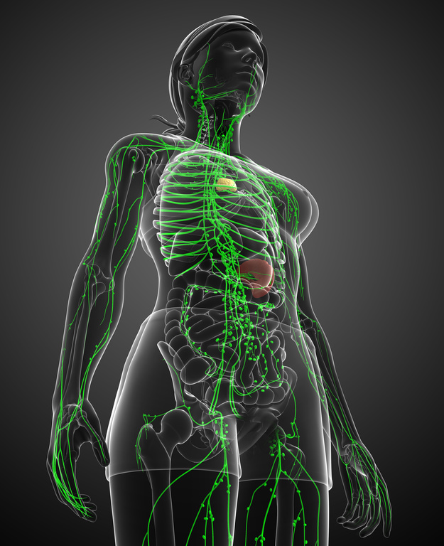 Illustration of female body lymphatic system